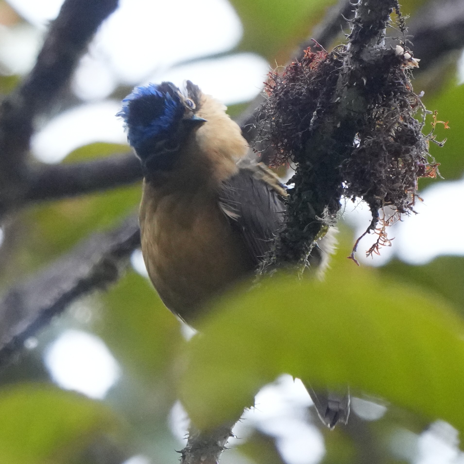 Blue-capped Ifrit (Ifrita kowaldi), photo 3