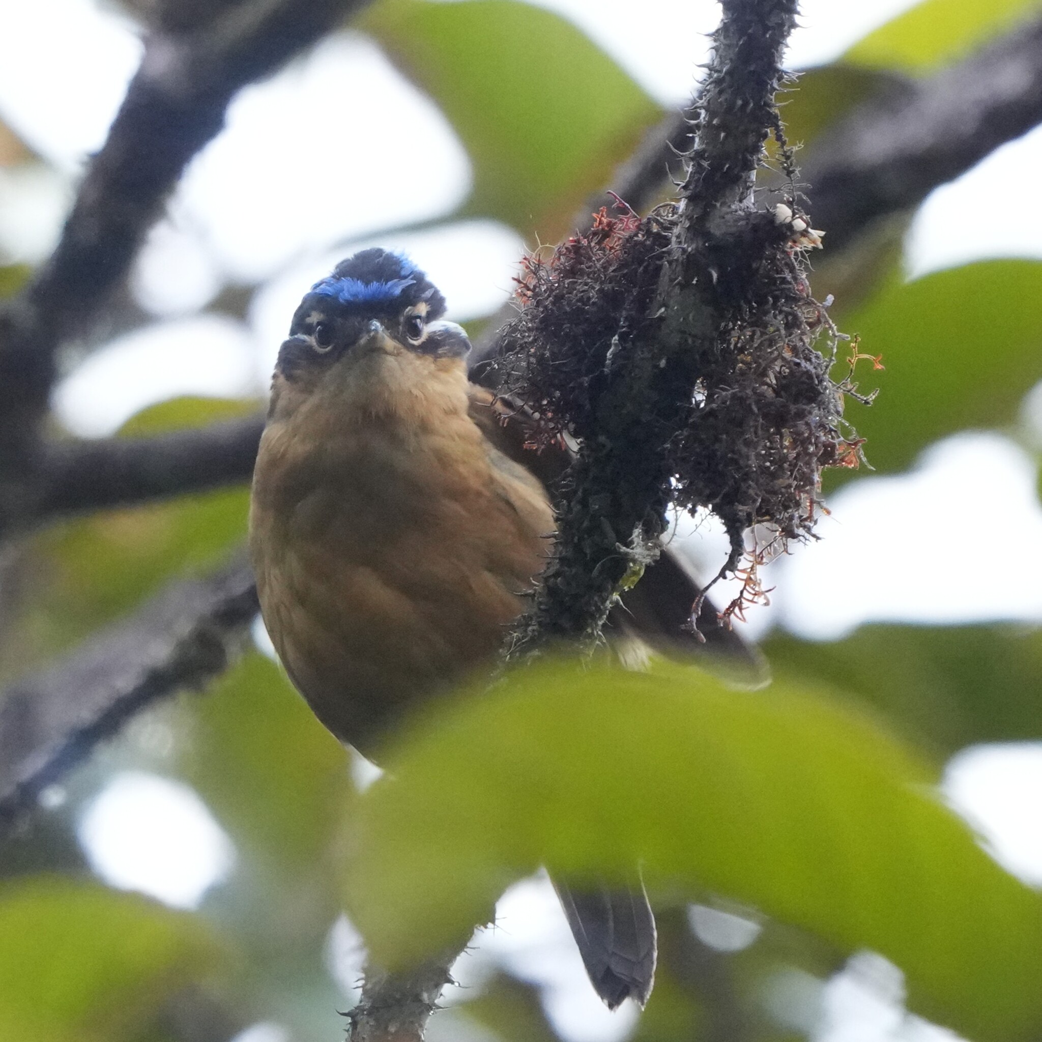 Blue-capped Ifrit (Ifrita kowaldi), photo 4