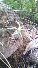 Tillandsia streptophylla