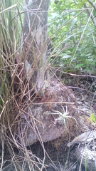 Tillandsia streptophylla