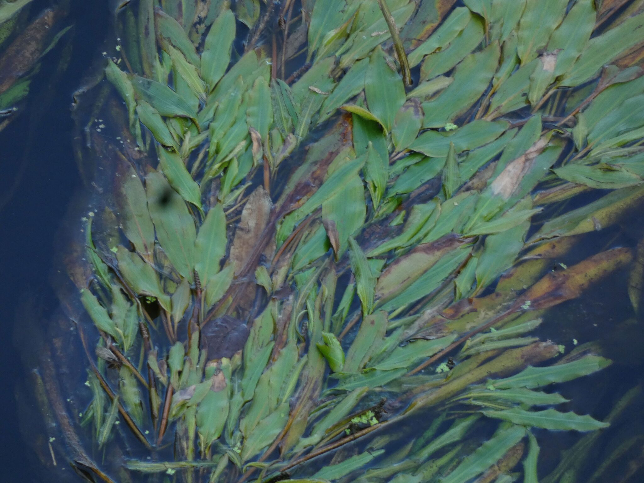 Espiga de agua flotante