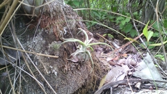 Tillandsia streptophylla