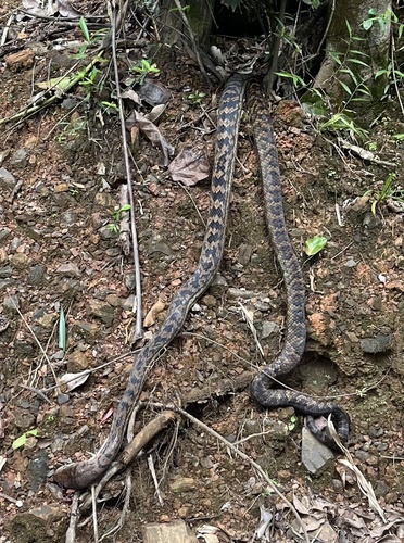 Australian Scrub Python sighting
