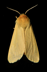 Madagascarctia madagascariensis