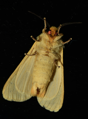 Madagascarctia madagascariensis
