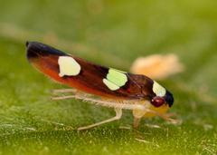 Erythrogonia onerata