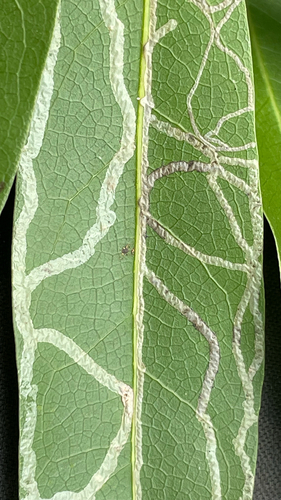 Bay Laurel Leafminer