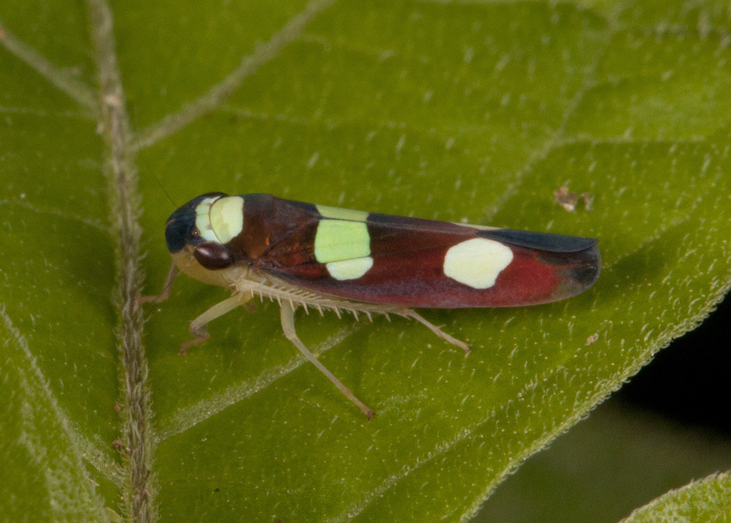 Erythrogonia onerata