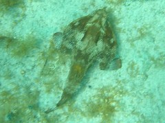 Ogcocephalus cubifrons