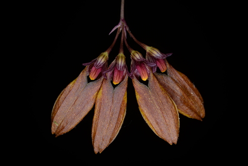 Bulbophyllum fibratum