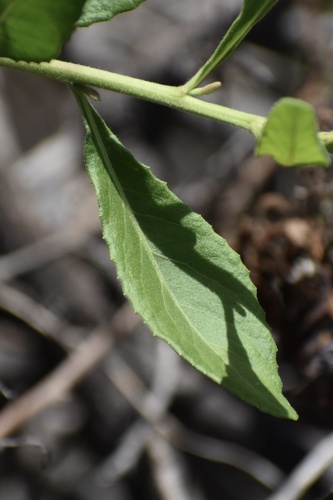Pluchea fosbergii observed 2025-09-10