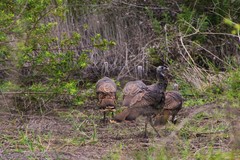 Meleagris gallopavo osceola