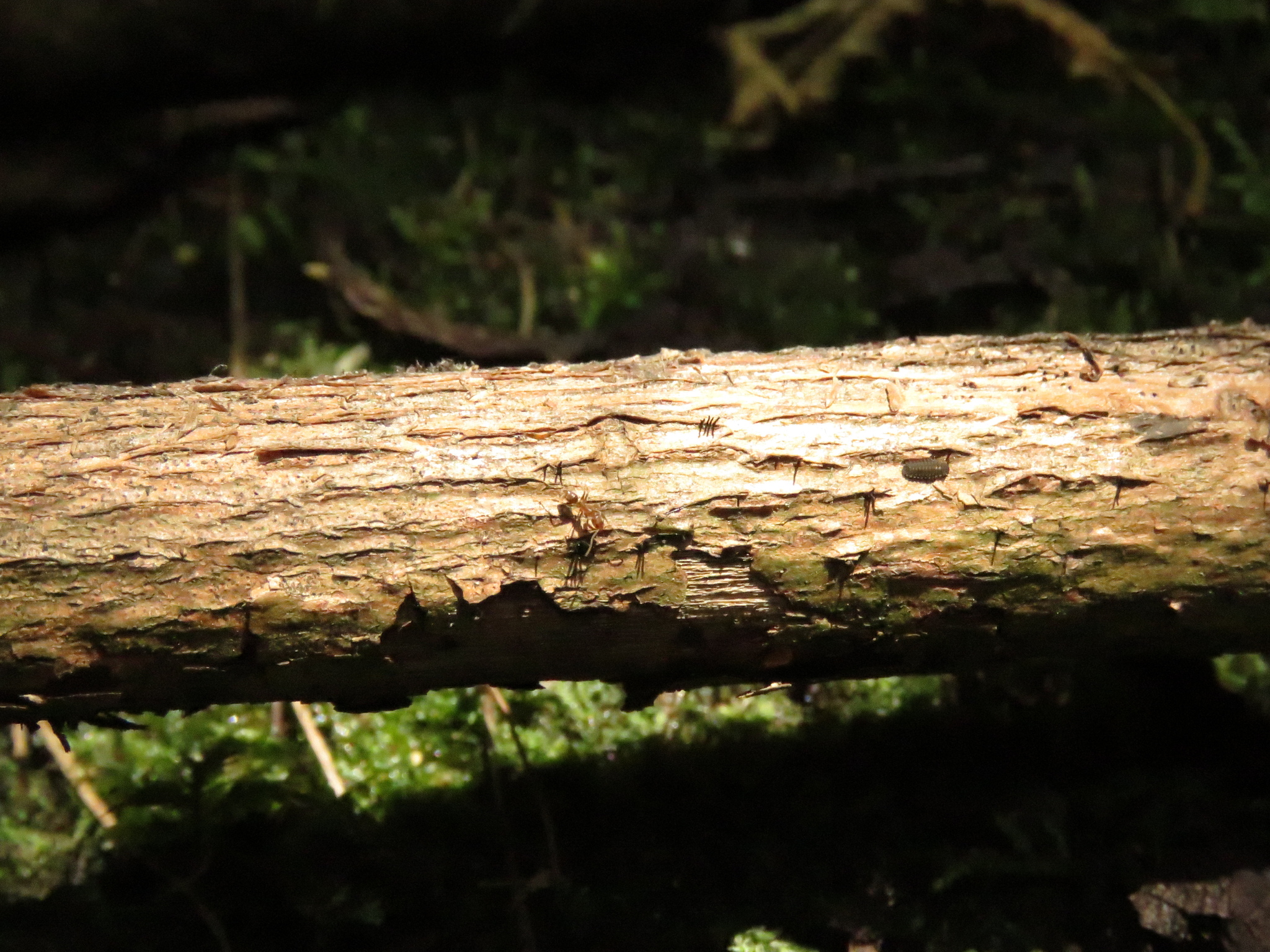 Linepithema hirsutum