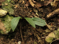 Cyclopogon elatus