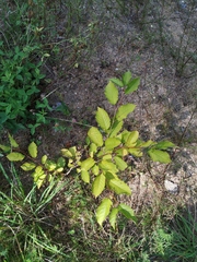 Cerasus
