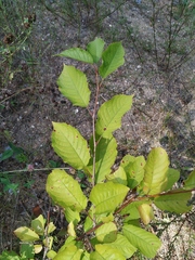 Cerasus