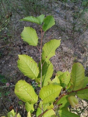 Cerasus