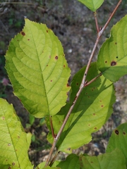 Cerasus