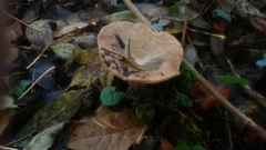 Lactarius semisanguifluus