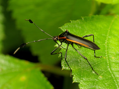 Plapigus circumcinctus