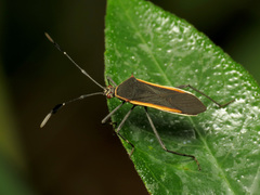 Plapigus circumcinctus