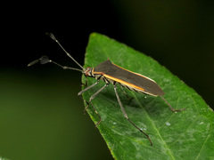 Plapigus circumcinctus