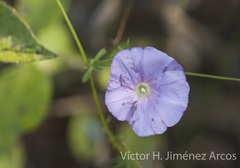Ipomoea ternifolia