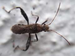 Heegeria tangirica