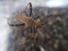 Heegeria tangirica