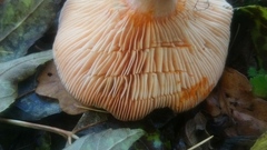 Lactarius semisanguifluus