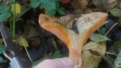 Lactarius semisanguifluus