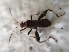 Heegeria tangirica