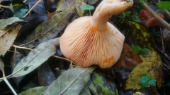 Lactarius semisanguifluus