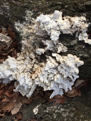 Fungi