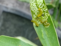 Adurgoa gonagra