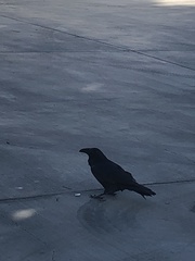 Corvus corax