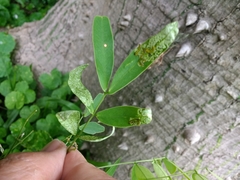 Adurgoa gonagra