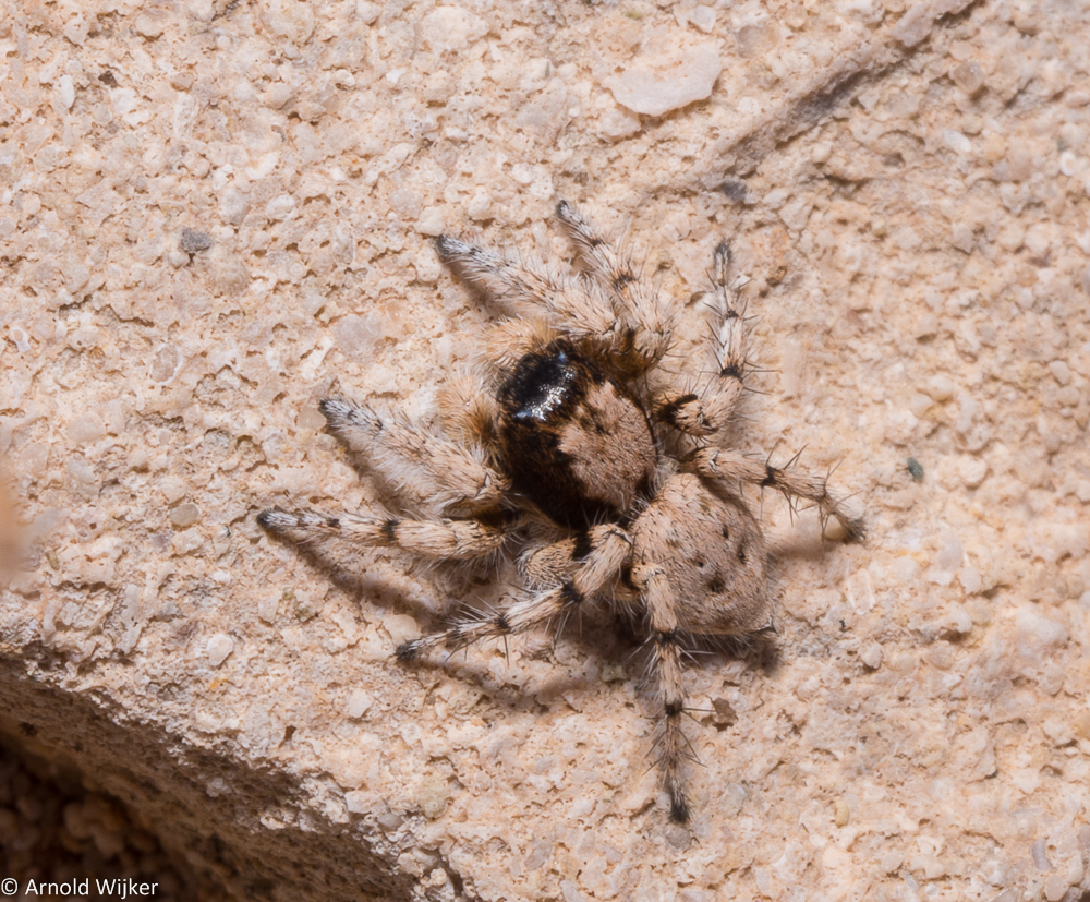 Aelurillus blandus