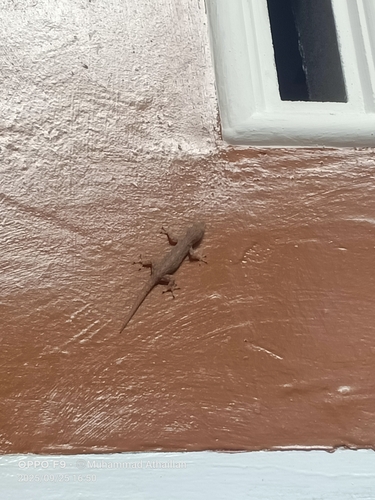 Hemidactylus frenatus observed 2025-09-25