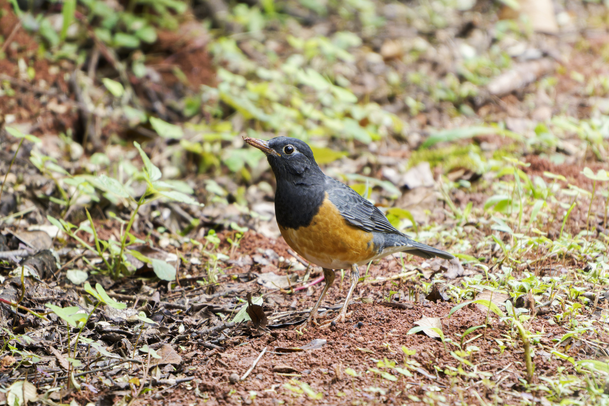 Black-breasted Thrush