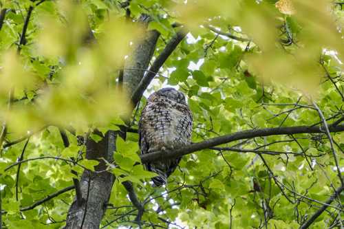 Himalayan Owl (Strix nivicolum), photo 9