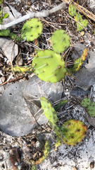 Opuntia abjecta