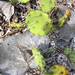 Big Pine Key Pricklypear - Photo (c) suedallman, some rights reserved (CC BY-NC)