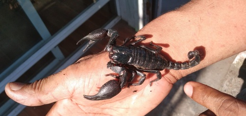 Laotian Giant Scorpion