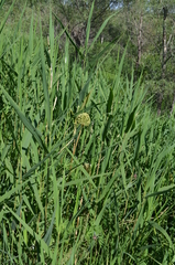 Allium aflatunense