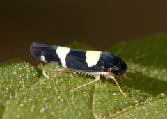 Microgoniella