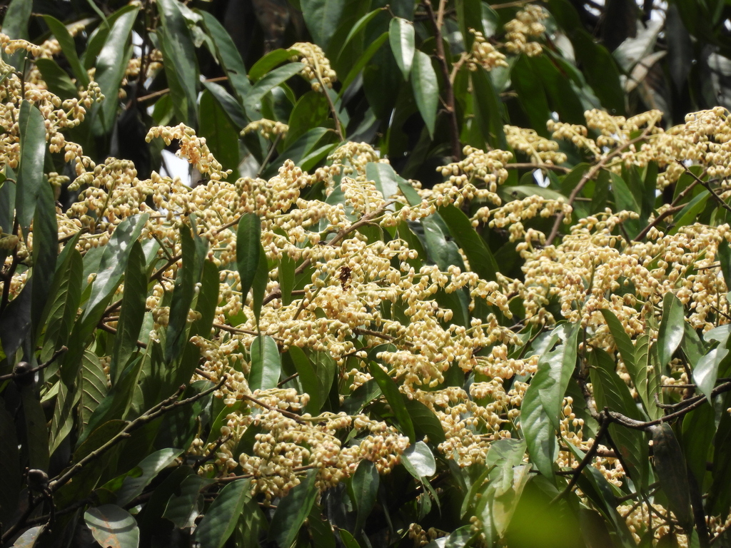 Neobalanocarpus heimii; photograph (c) Adam Kamal, some rights reserved (CC BY)