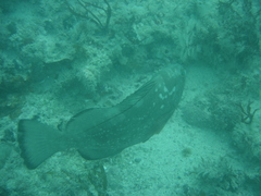 Epinephelus morio