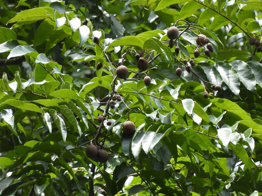 Chukrasia tabularis; photograph (c) Adam Kamal, some rights reserved (CC BY)