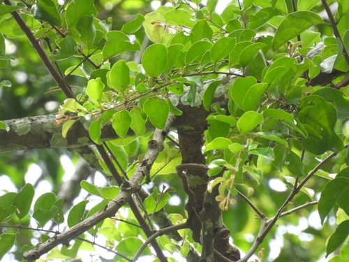 Taxillus chinensis, photograph 1